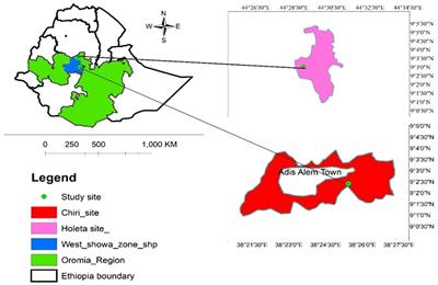 Enhancing dairy productivity through best bet feeding interventions under smallholders in the central highlands of Ethiopia